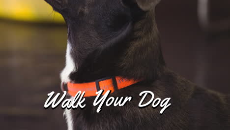 animation of walk your dog text in white, over black and white pet dog in red collar looking up