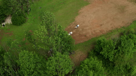 Riders-on-Horseback-trek-into-woodlands-of-Croatia,-High-Aerial-View