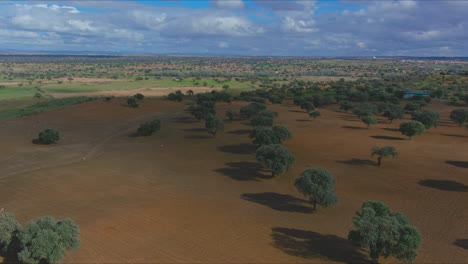 olive groves outskirts of fuente la lancha, cordoba