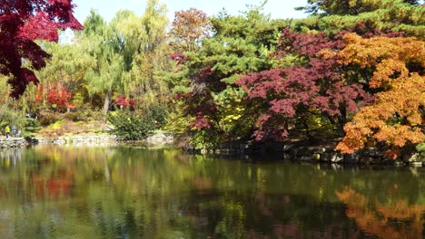 trees with colorful autumn leaves bend over calm green water of chundangji pond, south korea