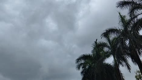 steady shot, dark clouds cover tropical area with palm trees swaying in wind, typical rainy season scene