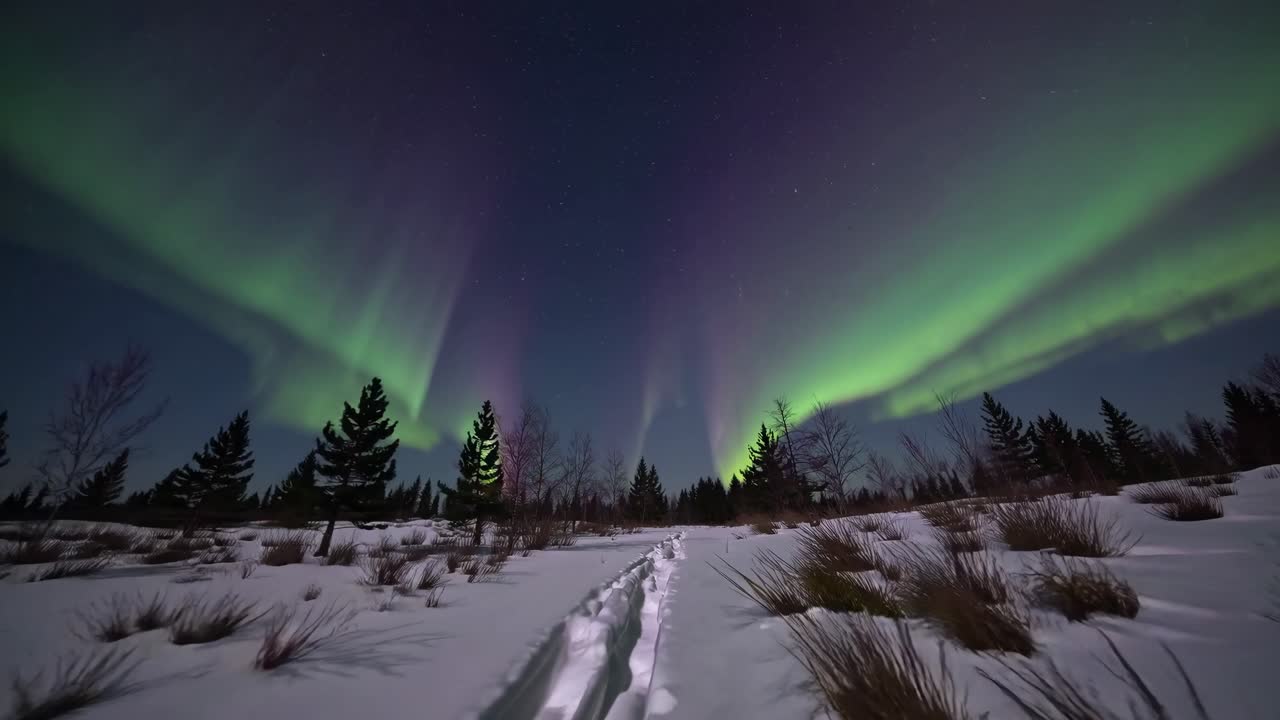 Wide-angle video capturing vibrant auroras over a snowy landscape, framed by silhouetted trees