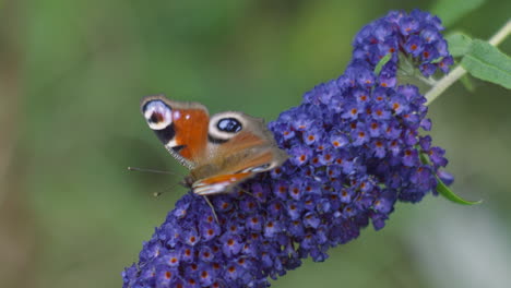 a slow-motion video captures the vibrant european peacock butterfly feeding on a buddleja davidii 'nanho blue' flower, highlighting the details of nature