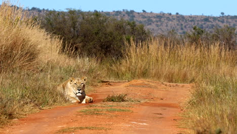 focused lioness lying down next to dirt road stares into grassland at prey