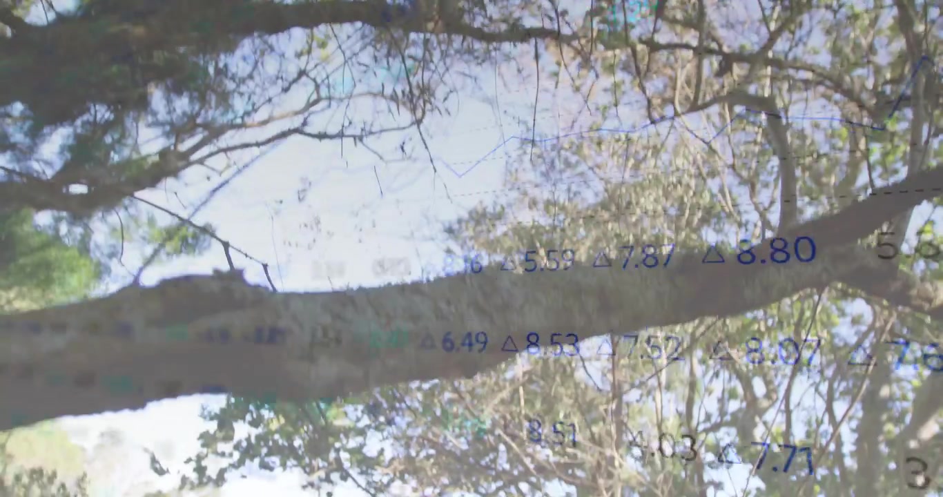 Camera tilting down revealing live data floating monitoring oak canopy while chart tracing peaks