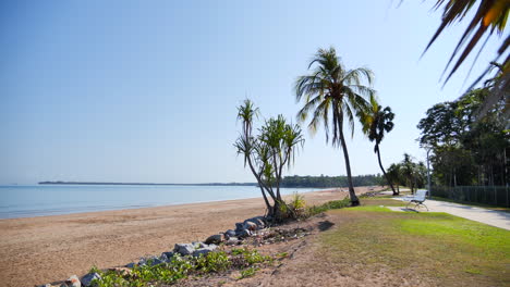 palmeras de la playa de darwin
