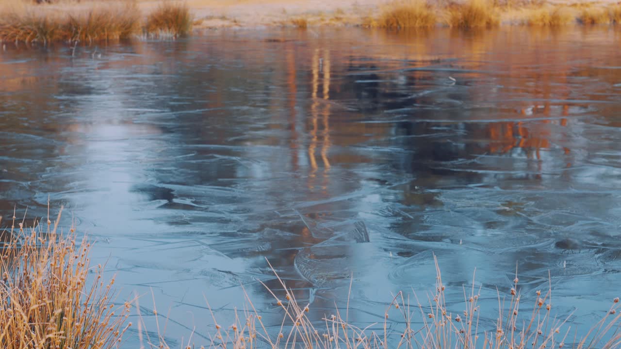 Transparent Frozen Lake With Tree Reflection At Forest Park During Winter