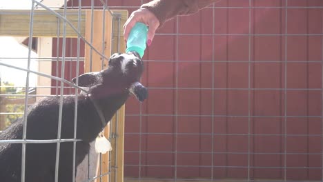 mujer alimentando con biberón a una cabra bebé en un zoológico interactivo
