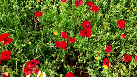 poppy red anemone coronaria and blooming medical chamomiles in the field