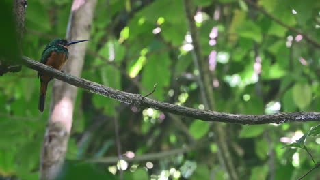 Jacamar-De-Cola-Rufa-Posado-En-Una-Rama-Mirando-A-Su-Alrededor