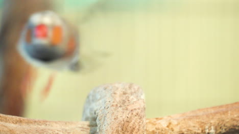 Side-Portrait-Of-An-Australian-Zebra-Finch-Perching-On-Wood