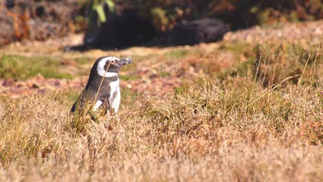 un solo pingüino maelánico caminando a través de la hierba marrón seca en bahia bustamante