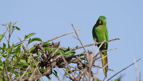 Spectacular-Nature:-White-eyed-Parakeet-Resting-on-a-Branch-Against-the-Blue-Sky