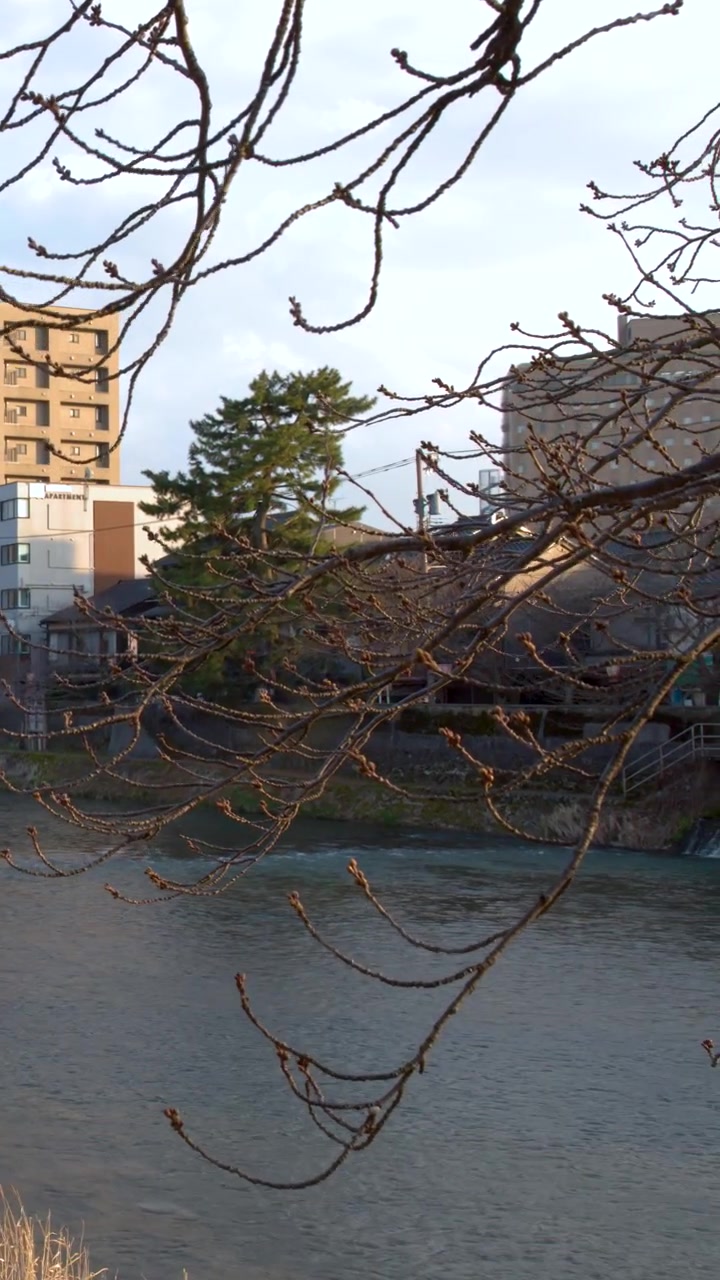 Inquadratura ampia statica di un fiume che scorre oltre edifici residenziali attraverso rami spogli di alberi invernali.