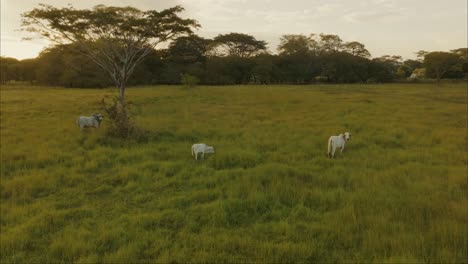 Paisaje-Rural-Con-Bueyes-En-Pastos-Verdes-Al-Atardecer---Toma-Aérea-De-Drones