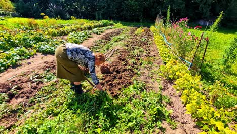 elderly woman harvesting potatoes with pitchfork in her own vegetable garden