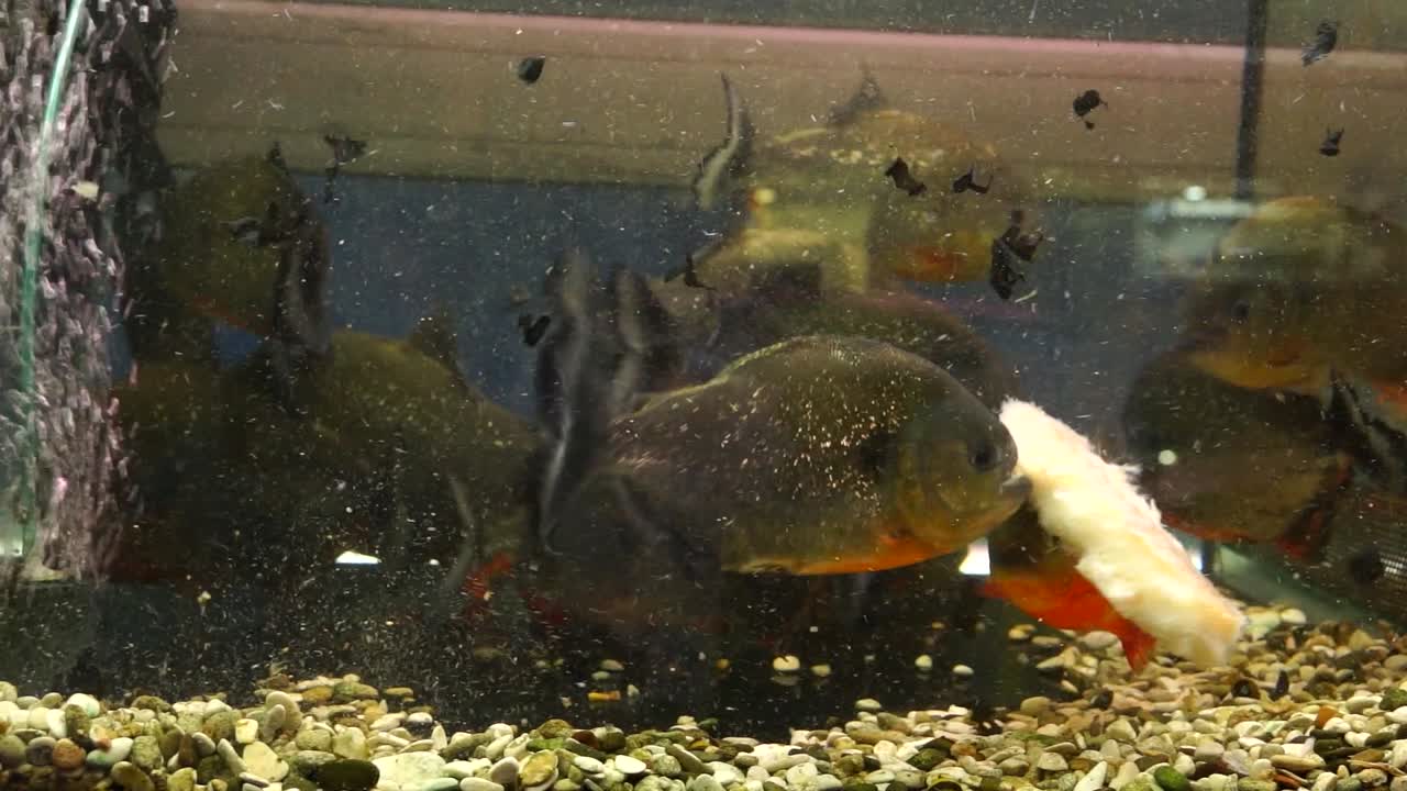 Individual red piranhas taking bites of white fish during feeding time, aquarium