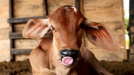 close up of young calf staring at the camera