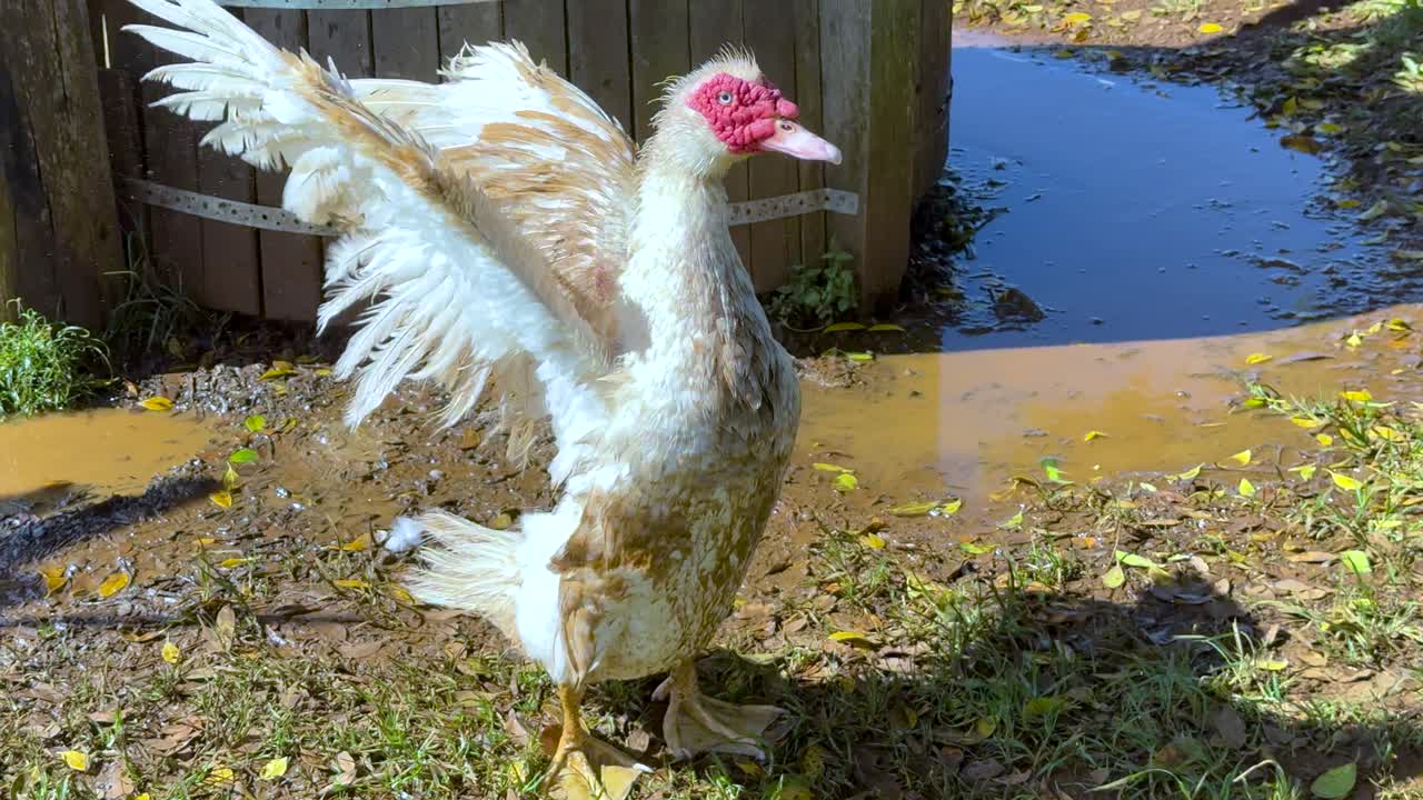 A Muscovy duck flaps its wings energetically near a water source in sunny Byron Bay, Australia, showcasing natural behavior