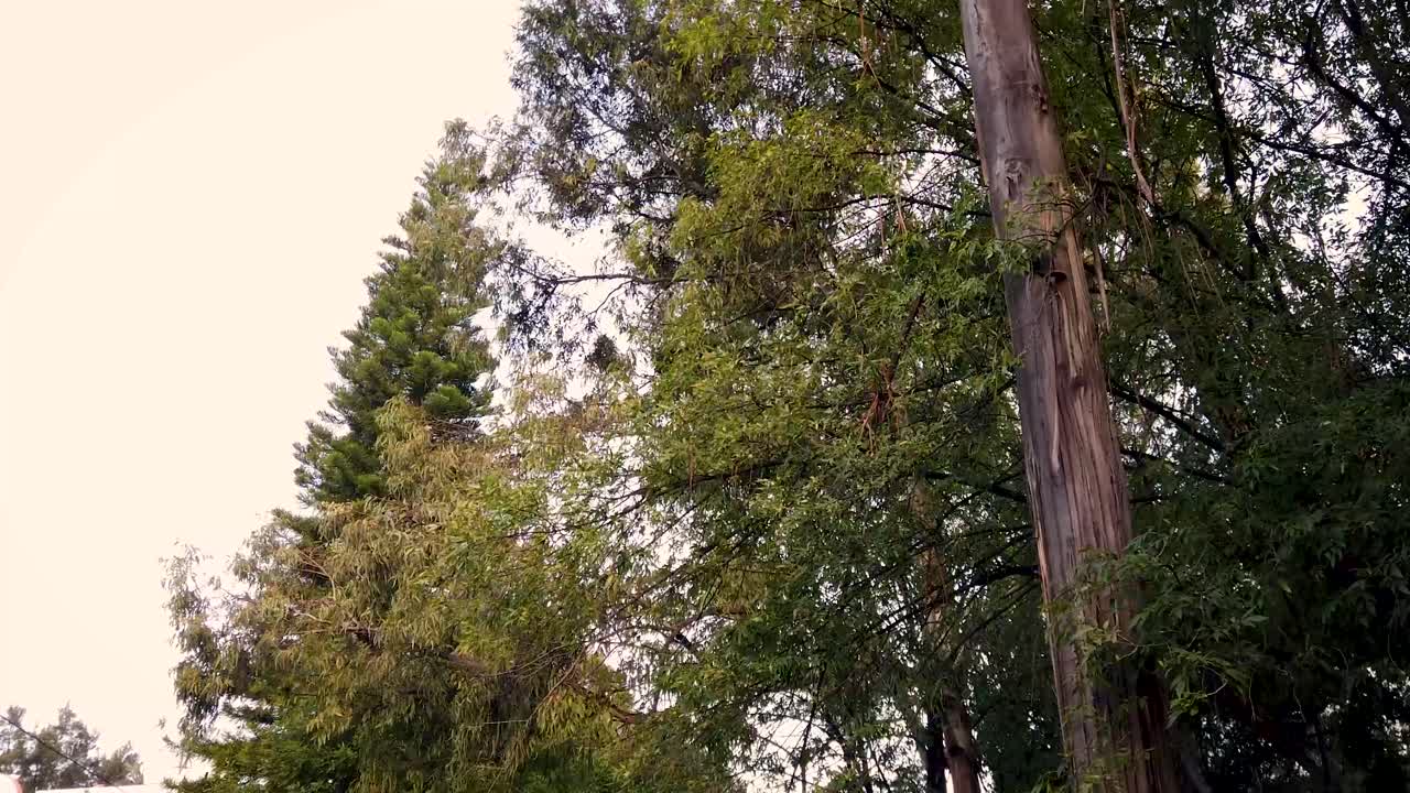 Static shot of trees with foliage in motion caused by the autumn breeze in a park in Mexico City