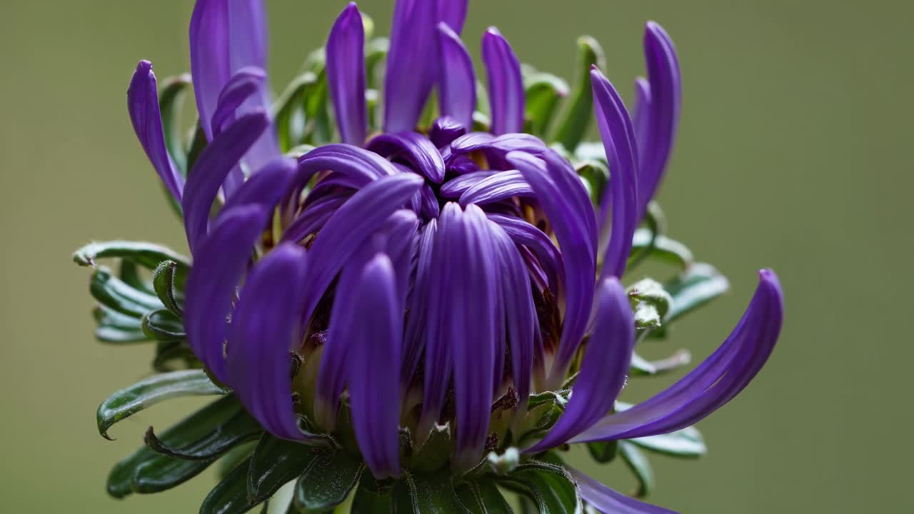Close-up video shot of a green flower bud from a side angle, capturing intricate textures
