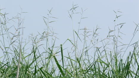 Soft-breeze-blowing-the-tiny-stems-of-Brachiara-mutica,-mostly-known-as-buffalo-grass-that-is-widely-cultivated-for-cattle-grazing-in-many-parts-of-the-world