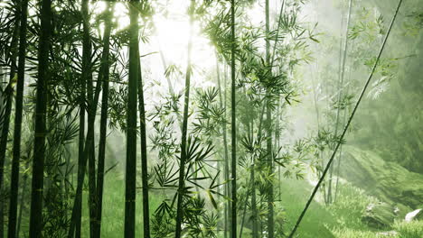 Bosque-De-Bambú-Asiático-Con-Clima-De-Niebla-Matutina