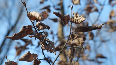 hojas en el viento en el bosque con cielo azul