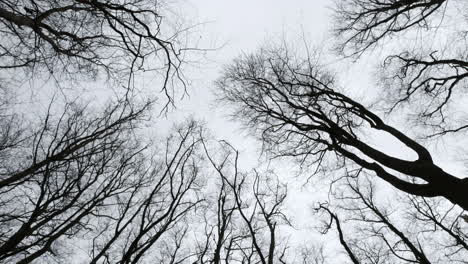 Bare-leafless-trees-in-winter-swaying-in-a-cold-wind-against-a-cloudless-grey-sky