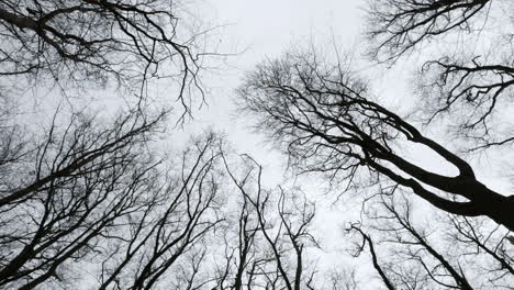 árboles desnudos sin hojas en invierno balanceándose en un viento frío contra un cielo gris sin nubes