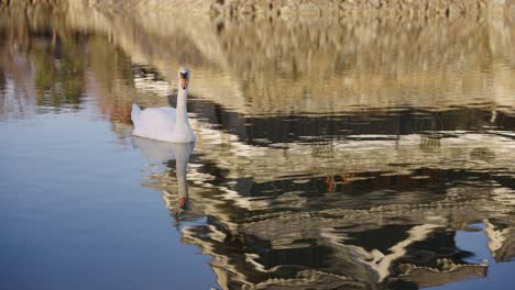 Weißer-Schwan-Im-Burggraben-Von-Matsumoto,-Schwimmend-über-Reflexion,-Nagano,-Japan