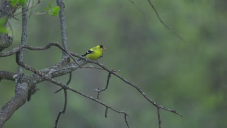 birds in flight, an american gold finch flying from a tree branch perch