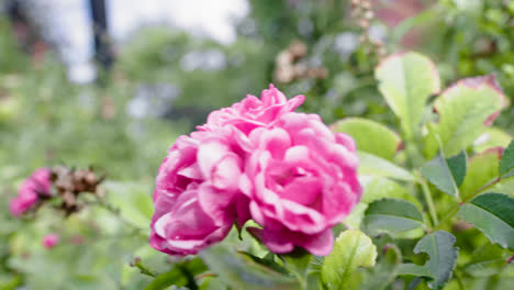 In-Dieser-Freihandaufnahme-Sehen-Wir-Einige-Pflanzen-Und-Blumen-Sowie-Eine-Wunderschöne-Rosa-Rose