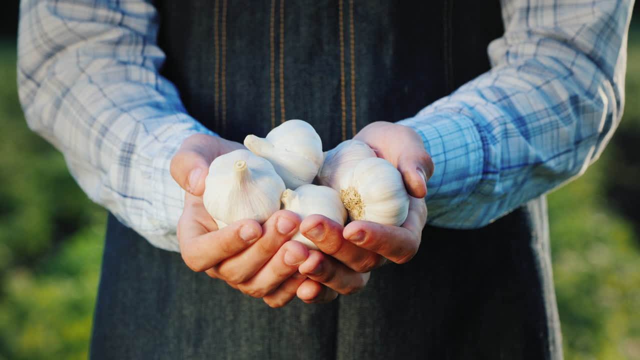 농부는 정원에서 마늘 천연 향신료 제품 몇 개를 보유하고 있습니다.