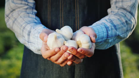 a farmer holds several heads of garlic natural spices products from your garden