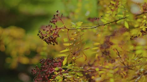 close up autumn tree and leaves with shallow depth of field slow motion