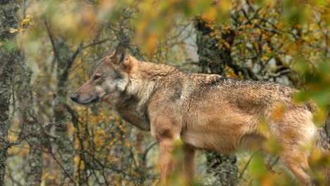 lobo eurasiático bostezando en el bosque de abedules, noruega - filmado en cautiverio
