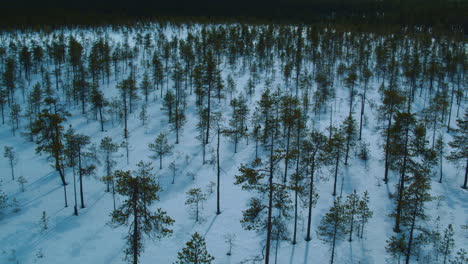 Toma-Aérea-Cinematográfica-De-Un-Bosque-Muy-Joven