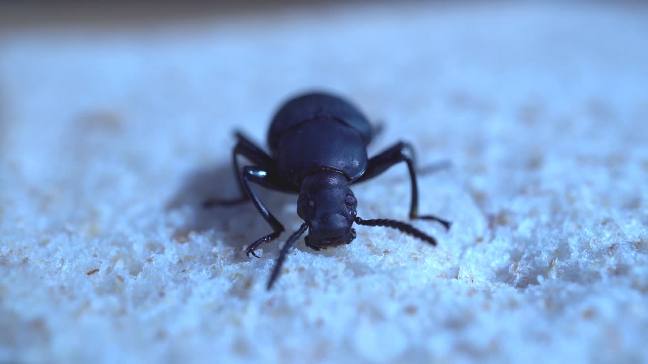 escarabajo oscuro, tenebrionidae, alimentándose de pan
