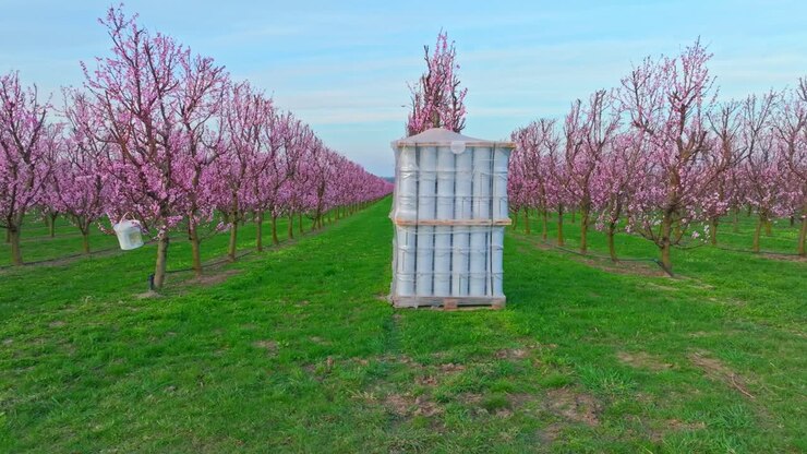 Bracieri riscaldanti nel frutteto di albicocchi in fiore a metà inverno