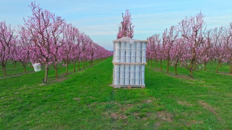 Feuertopf-Heizungen-Im-Obstgarten-Mit-Aprikosenbäumen,-Die-Mitten-Im-Winter-Blühen