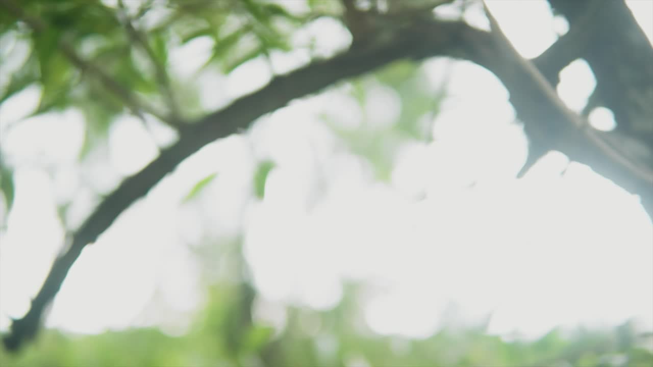 더운 여름날 밝은 황금빛 태양 광선에 의해 조명되는 나뭇가지의 클로즈업 팬 샷