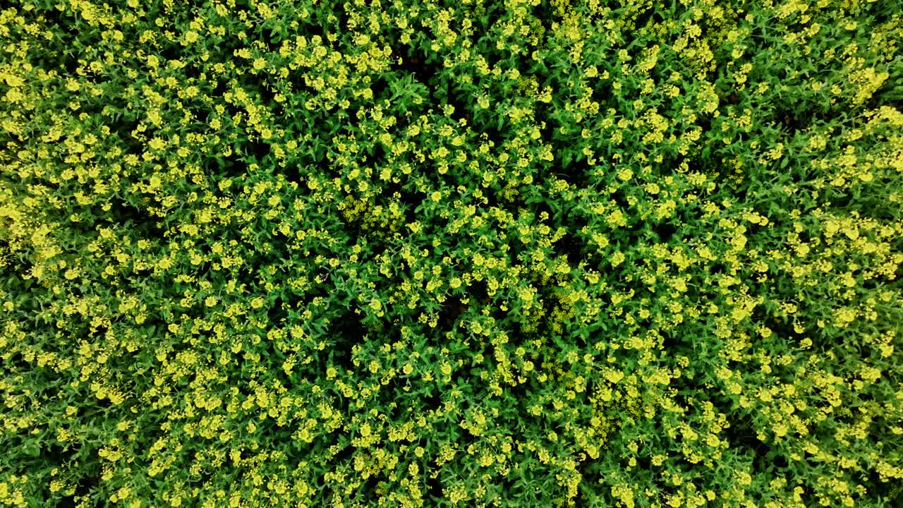 Vivid top down view of yellow flowers waving rhythmically, Latvia rural farmland