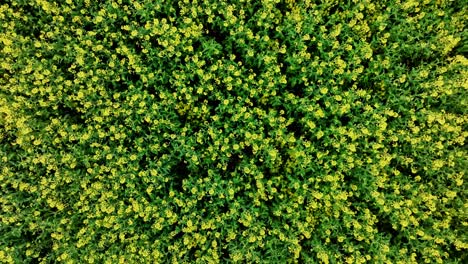vivid top down view of yellow flowers waving rhythmically, latvia rural farmland