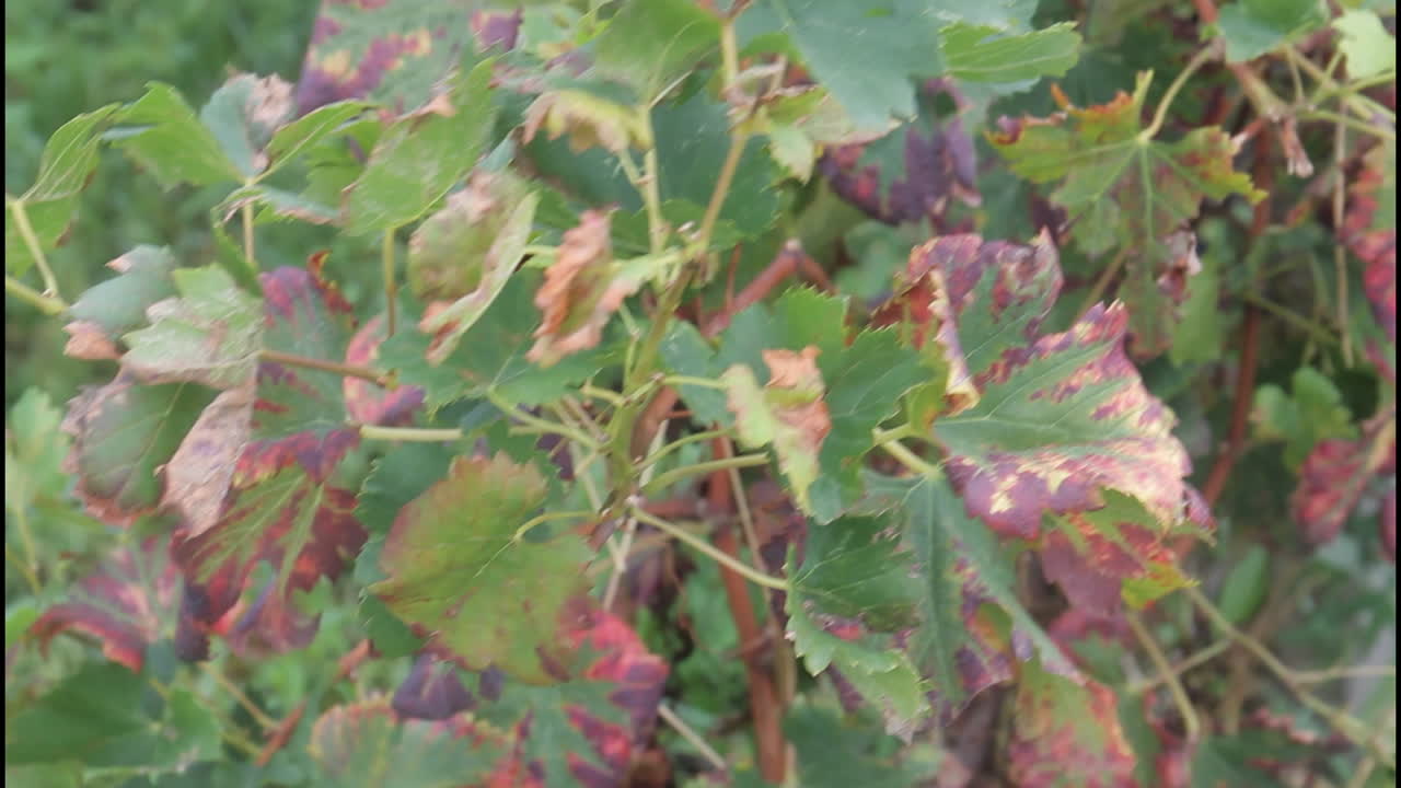 Grapevine leaves with plant disease