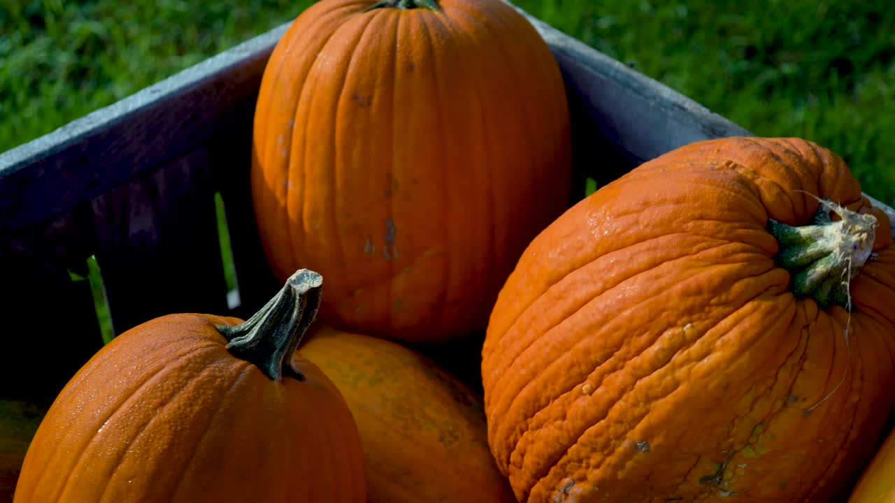 Pumpkins in a Basket