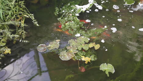 fishy koi golden fish at luxury hotel stagnant pond