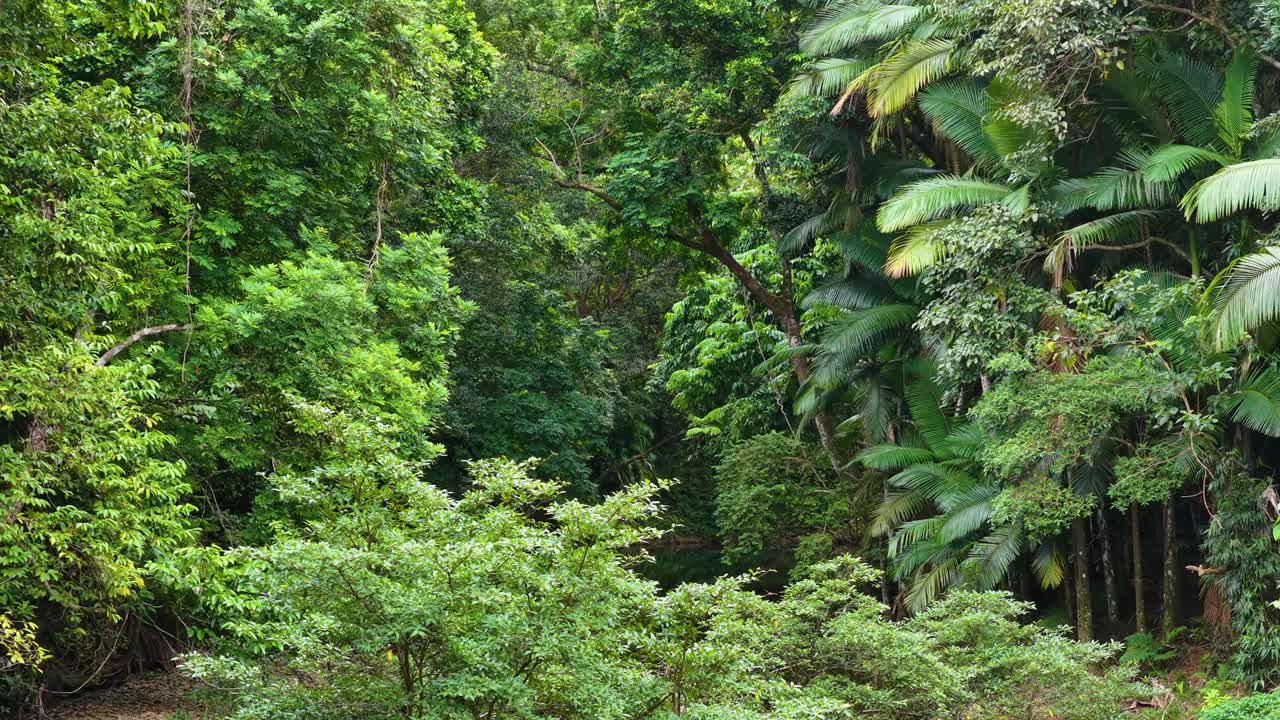 Drone footage captures the dense, vibrant greenery of the Daintree Rainforest in Port Douglas, Australia, showcasing its rich biodiversity