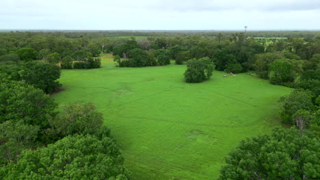 aerial drone of large green open field in rural countryside on overcast day