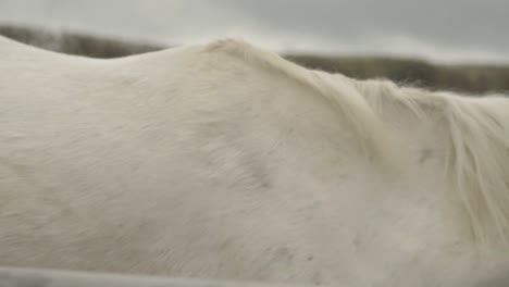 White-horse-walks-away